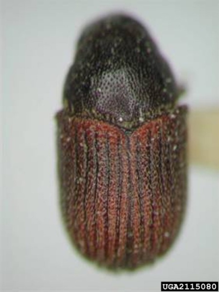 Phloeosinus spp.