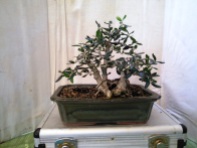 https://laviadelbonsai.wordpress.com/olivastri-bonsai/elrob-olivastro-a-ceppaia-olea-oleaster/