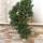 ginepro procumbens (Juniperus Procumbens)